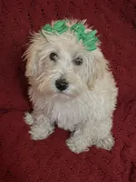 Polly, a female Miniature Schnauzer and Poodle - Toy  for sale in Chesterton, IN – 2 of 7