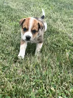 Hank, a male Australian Cattle Dog for sale in Chesterton, IN – 2 of 9