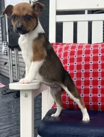 Donna, a female Australian Cattle Dog for sale in Chesterton, IN – 3 of 3