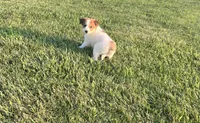 Maggoe, a female Chihuahua and Miniature Australian Shepherd for sale in Chesterton, IN – 2 of 3