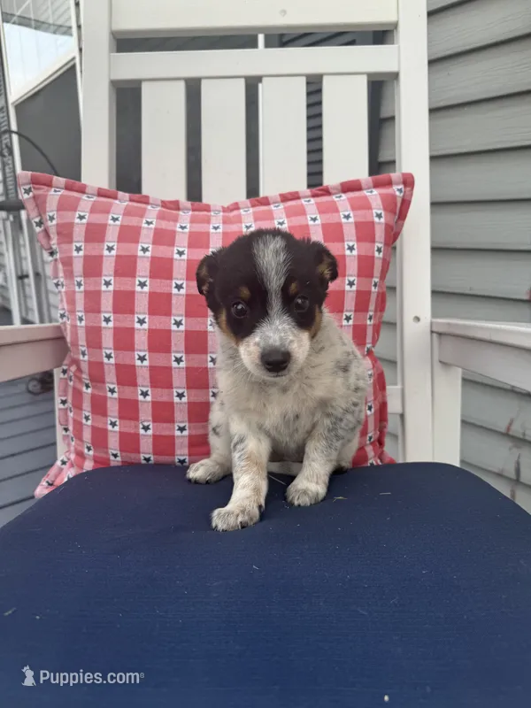 Daisey  – Chihuahua puppy for sale in Chesterton, IN