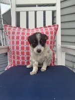 Daisey , a female Chihuahua for sale in Chesterton, IN – 1 of 4