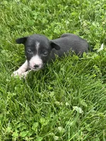 Gracy, a female Chihuahua for sale in Chesterton, IN – 5 of 6