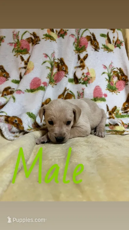 Tommy – Labrador Retriever puppy for sale in Chesterton, IN