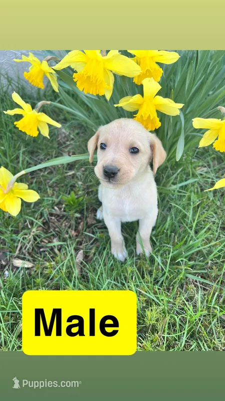 Tommy – Labrador Retriever puppy for sale in Chesterton, IN