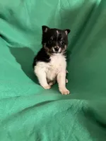 George, a female Pomeranian for sale in Chesterton, IN – Photo 6 of 6