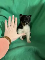 George, a female Pomeranian for sale in Chesterton, IN – Photo 2 of 6