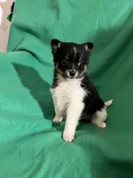 George, a female Pomeranian for sale in Chesterton, IN – Photo 4 of 6