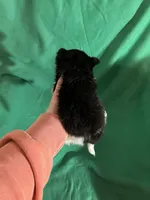 George, a female Pomeranian for sale in Chesterton, IN – Photo 1 of 6