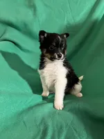 George, a female Pomeranian for sale in Chesterton, IN – Photo 5 of 6