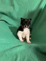 George, a female Pomeranian for sale in Chesterton, IN – Photo 3 of 6