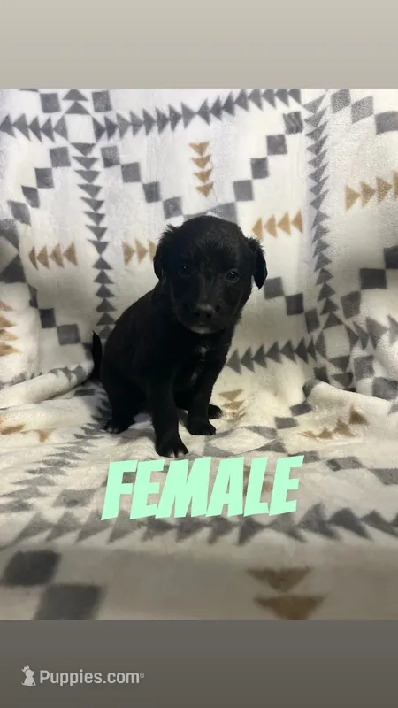 Sofia – Golden Retriever, Miniature Australian Shepherd puppy for sale in Chesterton, IN