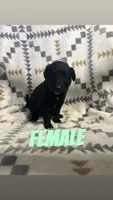 Sofia, a female Golden Retriever and Miniature Australian Shepherd for sale in Chesterton, IN – 1 of 1