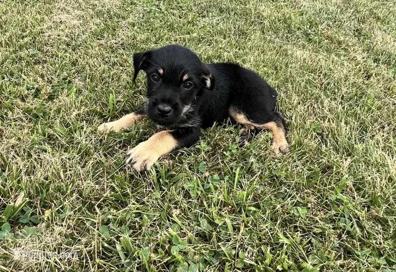 Scotty – Goldendoodle, Labrador Retriever puppy for sale in Chesterton, IN