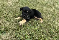 Scotty, a male Goldendoodle and Labrador Retriever for sale in Chesterton, IN – 1 of 3