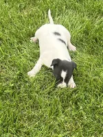Sammy, a male Chihuahua for sale in Chesterton, IN – 3 of 6