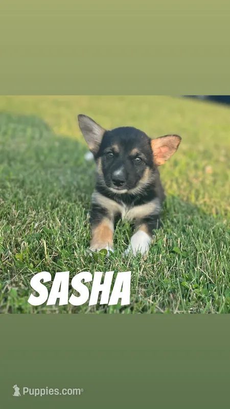 Sasha – German Shepherd Dog, Alaskan Husky puppy for sale in Chesterton, IN