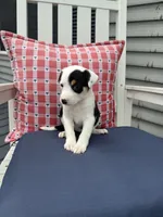 Danny, a male Border Collie for sale in Chesterton, IN – 1 of 7