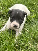 Richie, a male Chihuahua for sale in Chesterton, IN – 3 of 5