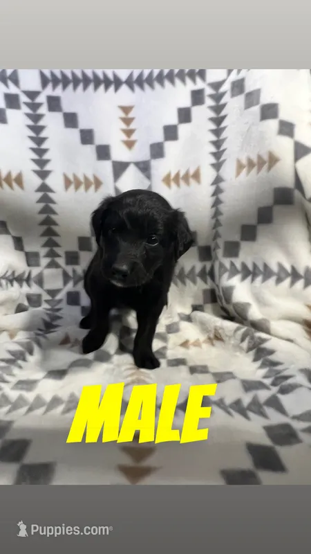 Kane – Golden Retriever, Miniature Australian Shepherd puppy for sale in Chesterton, IN