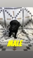 Kane, a male Golden Retriever and Miniature Australian Shepherd for sale in Chesterton, IN – 1 of 1