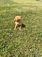 Toby, a male Dachshund and Chihuahua for sale in Chesterton, IN – 4 of 4