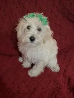 Polly, a female Miniature Schnauzer and Poodle - Toy  for sale in Chesterton, IN – 5 of 7