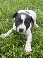 Sammy, a male Chihuahua for sale in Chesterton, IN – 6 of 6