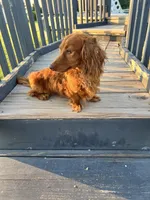 Rufus, a male Dachshund for sale in Chesterton, IN – 5 of 5