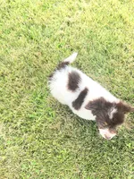 Milo, a male Goldendoodle and Labrador Retriever for sale in Chesterton, IN – 7 of 8