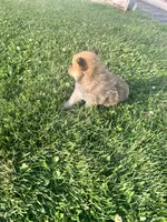 Waylon, a male Pomeranian for sale in Chesterton, IN – 5 of 5