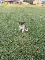 Donald, a male Chihuahua for sale in Chesterton, IN – 4 of 4