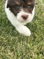 Milo, a male Goldendoodle and Labrador Retriever for sale in Chesterton, IN – 6 of 8