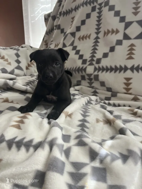 Frankie – Chihuahua puppy for sale in Chesterton, IN