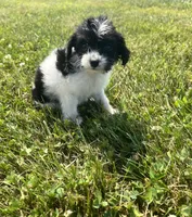 Minnie, a female Yorkipoo for sale in Chesterton, IN – 3 of 7