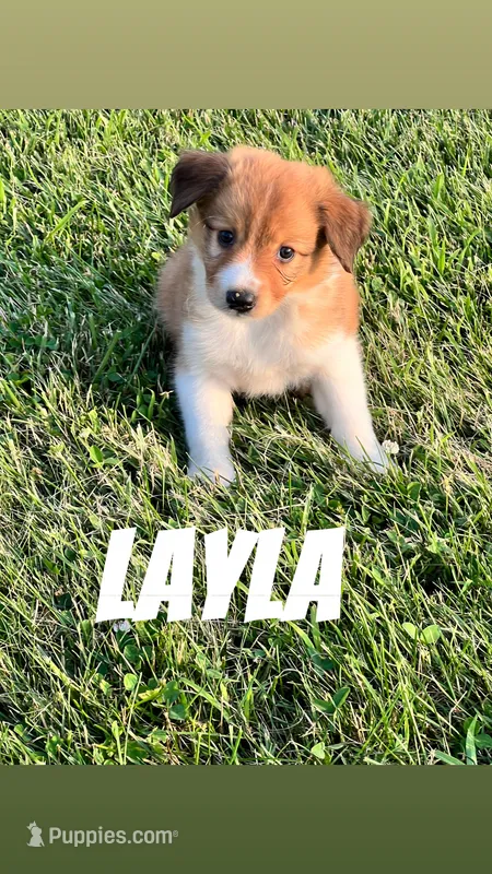 Layla – Chihuahua, Miniature Australian Shepherd puppy for sale in Chesterton, IN