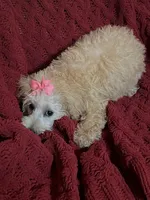 Molly , a female Miniature Schnauzer and Poodle - Toy  for sale in Chesterton, IN – 2 of 4