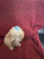 Tommy , a male Miniature Schnauzer and Poodle - Toy  for sale in Chesterton, IN – 7 of 9