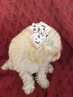 Dolly, a female Miniature Schnauzer and Poodle - Toy  for sale in Chesterton, IN – 3 of 9