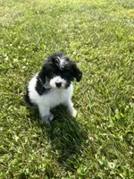 Minnie, a female Yorkipoo for sale in Chesterton, IN – 6 of 7