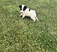 Benny, a male Australian Cattle Dog for sale in Chesterton, IN – 1 of 3