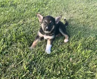 Sasha, a female German Shepherd Dog and Alaskan Husky for sale in Chesterton, IN – 3 of 6