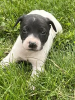 Richie, a male Chihuahua for sale in Chesterton, IN – 2 of 5
