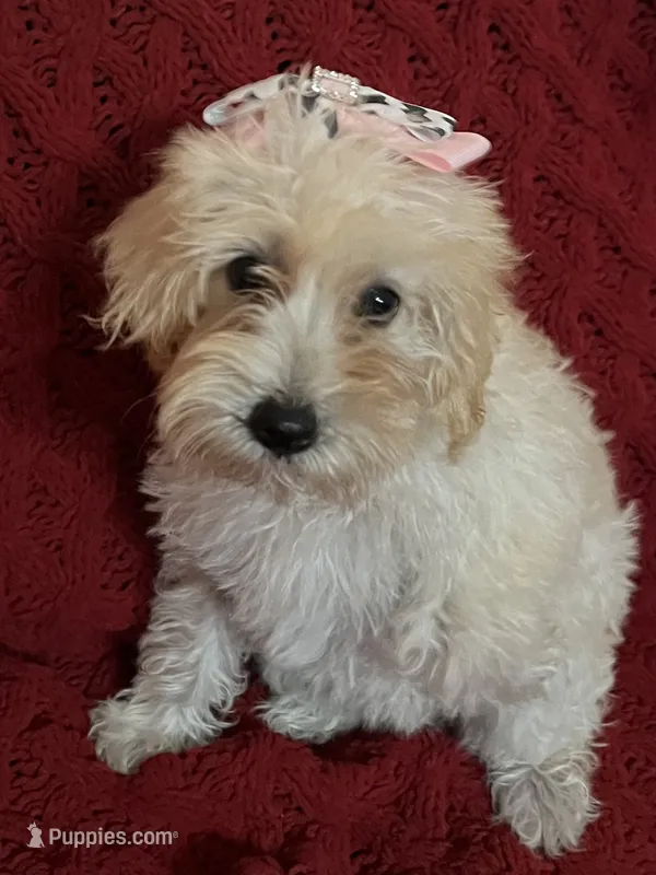 Dolly – Miniature Schnauzer, Poodle - Toy  puppy for sale in Chesterton, IN