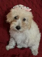 Dolly, a female Miniature Schnauzer and Poodle - Toy  for sale in Chesterton, IN – 1 of 9