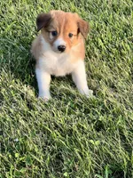 Layla, a female Chihuahua and Miniature Australian Shepherd for sale in Chesterton, IN – 3 of 4