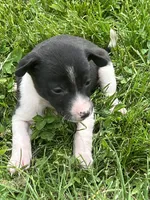 Gracy, a female Chihuahua for sale in Chesterton, IN – 2 of 6