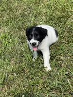 Kaiser, a male Goldendoodle and Labrador Retriever for sale in Chesterton, IN – 6 of 10