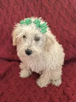 Polly, a female Miniature Schnauzer and Poodle - Toy  for sale in Chesterton, IN – 6 of 7