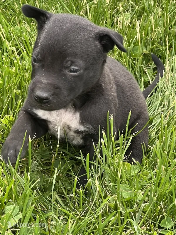 Freddy – Chihuahua puppy for sale in Chesterton, IN